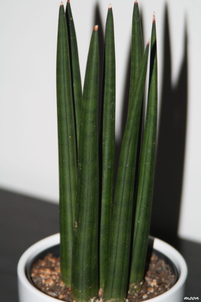 sansiveria